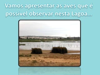 Vamos apresentar as aves que é possível observar nesta Lagoa…