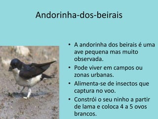 Andorinha-dos-beiraisA andorinha dos beirais é uma ave pequena mas muito observada.Pode viver em campos ou zonas urbanas.Alimenta-se de insectos que captura no voo.Constrói o seu ninho a partir de lama e coloca 4 a 5 ovos brancos.