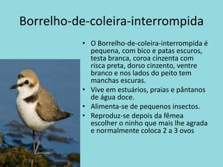 Borrelho-de-coleira-interrompidaO Borrelho-de-coleira-interrompida é pequena, com bico e patas escuros, testa branca, coroa cinzenta com risca preta, dorso cinzento, ventre branco e nos lados do peito tem manchas escuras.Vive em estuários, praias e pântanos de água doce.Alimenta-se de pequenos insectos.Reproduz-se depois da fêmea  escolher o ninho que mais lhe agrada e normalmente coloca 2 a 3 ovos