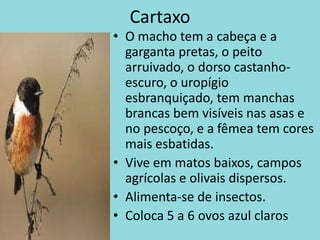 CartaxoO macho tem a cabeça e a garganta pretas, o peito arruivado, o dorso castanho-escuro, o uropígio esbranquiçado, tem manchas brancas bem visíveis nas asas e no pescoço, e a fêmea tem cores mais esbatidas.Vive em matos baixos, campos agrícolas e olivais dispersos.Alimenta-se de insectos.Coloca 5 a 6 ovos azul claros