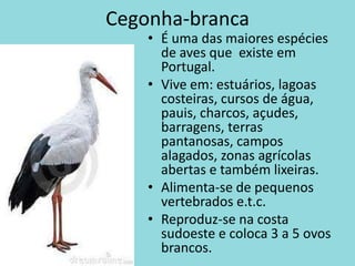Cegonha-brancaÉ uma das maiores espécies de aves que  existe em Portugal.Vive em: estuários, lagoas costeiras, cursos de água, pauis, charcos, açudes, barragens, terras pantanosas, campos alagados, zonas agrícolas abertas e também lixeiras.Alimenta-se de pequenos vertebrados e.t.c.Reproduz-se na costa sudoeste e coloca 3 a 5 ovos brancos. 