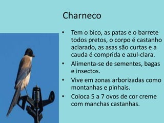 CharnecoTem o bico, as patas e o barrete todos pretos, o corpo é castanho aclarado, as asas são curtas e a cauda é comprida e azul-clara.Alimenta-se de sementes, bagas e insectos.Vive em zonas arborizadas como montanhas e pinhais.Coloca 5 a 7 ovos de cor creme com manchas castanhas.