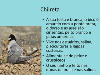 ChilretaA sua testa é branca, o bico é amarelo com a ponta preta, o dorso e as asas são cinzentas, peito branco e patas amarelas.Vive nos estuários, salina, pisciculturas e lagoas costeiras.Alimenta-se de peixe e crustáceos.O seu ninho é feito nas dunas da praia e nas salinas.