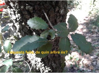 I aquesta fulla, de quin arbre és?
 