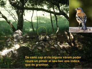 De camí cap al riu alguns vàrem poder
veure un pinsà: el seu bec ens indica
que és granívor.
 