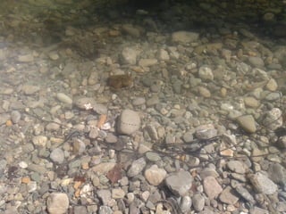 Descoberta de l’alta garrotxa