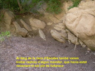 Al llarg de la riera d’Escales també varem
trobar rastres d’algun mamífer, que havia estat
remenant el sòl ple de fullaraca
 