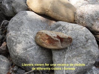 Llavors varem fer una recerca de còdols
de diferents colors i formes
 