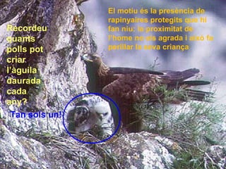 El motiu és la presència de
rapinyaires protegits que hi
fan niu: la proximitat de
l’home no els agrada i això fa
perillar la seva criança
Recordeu
quants
polls pot
criar
l’àguila
daurada
cada
any?
Tan sols un!
 