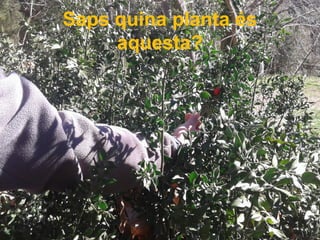 Saps quina planta és
aquesta?
 