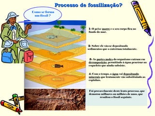 1- O peixe morre e o seu corpo fica no
fundo do mar.
2- Sobre ele vão-se depositando
sedimentos que o enterram totalmente.
3- As partes moles do organismo entram em
decomposição, permitindo à água penetrar no
esqueleto que ainda subsiste.
4- Com o tempo, a água vai depositando
minerais que lentamente vão substituindo as
espinhas.
Foi provavelmente deste lento processo, que
demorou milhares ou milhões de anos, que
resultou o fóssil seguinte.
Processo de fossilização?Processo de fossilização?
Como se forma
um fóssil ?
 