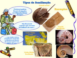 Límulo actual
Existem também
fósseis designados
por Fósseis Vivos.
Porquê?
Tipos de fossilizaçãoTipos de fossilização
São fósseis de
espécies que viveram
há milhares de anos…
… e que ainda existem
actualmente mantendo-
se idênticos aos fósseis
da mesma espécie com
milhões de anos
Exemplos
Límulo
fossilizado
Nautilus actual
Nautilus
fossilizado
Ginko biloba
actual
Ginko biloba
fossilizada
 