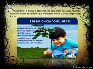 Atualmente, é baixa a presença de pau-brasil na Mata Atlântica.
Inclusive, existe lei federal que considera crime o corte ilegal desta
árvore.
Prof.: Andréa Lemos
 