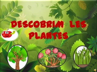 DESCOBRIM LES
PLANTES
 