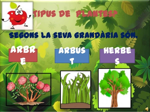 Tipus de plantes?
Segons la seva grandària són.
Arbr
e
Arbus
t
Herbe
s
 