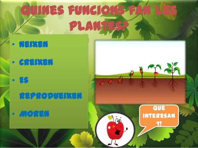 Quines funcions fan les
plantes?
• Neixen
• Creixen
• Es
reprodueixen
• Moren
Què
interesan
t!
 