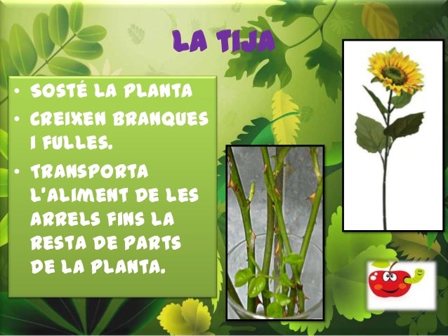 La tija
• Sosté la planta
• Creixen branques
i fulles.
• Transporta
l’aliment de les
arrels fins la
resta de parts
de la p...