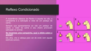 Reflexo Condicionado
A experiência clássica de Pavlov é aquela do cão, a
campainha e a salivação à vista de um pedaço de
carne.
Sempre que apresentamos ao cão um pedaço de
carne, a visão da carne e seu cheiro provocam
salivação no animal.
Se tocarmos uma campainha, qual o efeito sobre o
animal?
Ele olha, vira a cabeça para ver de onde vem aquele
estímulo sonoro.
 