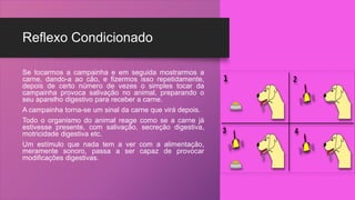 Reflexo Condicionado
Se tocarmos a campainha e em seguida mostrarmos a
carne, dando-a ao cão, e fizermos isso repetidamente,
depois de certo número de vezes o simples tocar da
campainha provoca salivação no animal, preparando o
seu aparelho digestivo para receber a carne.
A campainha torna-se um sinal da carne que virá depois.
Todo o organismo do animal reage como se a carne já
estivesse presente, com salivação, secreção digestiva,
motricidade digestiva etc.
Um estímulo que nada tem a ver com a alimentação,
meramente sonoro, passa a ser capaz de provocar
modificações digestivas.
 