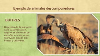 Ejemplo de animales descomponedores
▪ Dependiendo de la especie,
varía su alimentación.
Algunos se alimentan de
entrañas y carnes, otros,
sobreviven gracias a los
huesos y cadáveres.
BUITRES
 