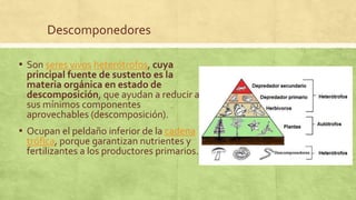 Descomponedores
▪ Son seres vivos heterótrofos, cuya
principal fuente de sustento es la
materia orgánica en estado de
descomposición, que ayudan a reducir a
sus mínimos componentes
aprovechables (descomposición).
▪ Ocupan el peldaño inferior de la cadena
trófica, porque garantizan nutrientes y
fertilizantes a los productores primarios.
 
