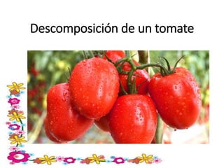 Descomposición de un tomate
 