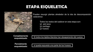 Descomposicion Cadaverica PDF descomposicion-cadaverica-pdf