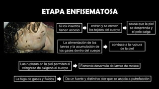 Descomposicion cadaverica | PDF