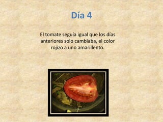 Día 4
El tomate seguía igual que los días
anteriores solo cambiaba, el color
rojizo a uno amarillento.
 