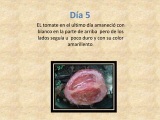 Día 5
EL tomate en el ultimo día amaneció con
blanco en la parte de arriba pero de los
lados seguía u poco duro y con su color
amarillento.
 
