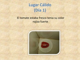 Lugar Cálido
(Día 1)
El tomate estaba fresco tenia su color
rojizo fuerte.
 