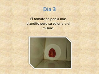 Día 3
El tomate se ponía mas
blandito pero su color era el
mismo.
 