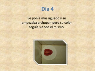 Día 4
Se ponía mas aguado y se
empezaba a chupar, pero su color
seguía siendo el mismo.
 