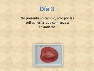 Día 3
No presenta un cambio, solo por las
orillas , es la que comienza a
ablandarse.
 
