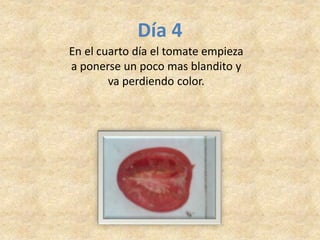 Día 4
En el cuarto día el tomate empieza
a ponerse un poco mas blandito y
va perdiendo color.
 