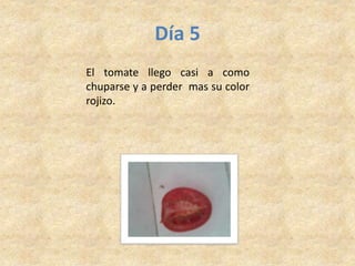Día 5
El tomate llego casi a como
chuparse y a perder mas su color
rojizo.
 