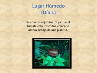 Lugar Húmedo
(Día 1)
Su color es rojizo fuerte ya que el
tomate esta fresco fue colocado
afuera debajo de una plantita.
 