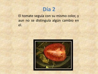 Día 2
El tomate seguía con su mismo color, y
aun no se distinguía algún cambio en
el.
 