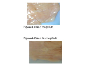 Figura 3- Carne congelada


Figura 4- Carne descongelada
 