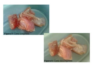 Figura 5- Carne congelada




                            Figura 6- Carne descongelada
 