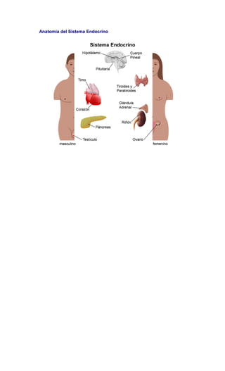 Anatomía del Sistema Endocrino
 