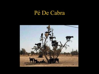 Pé De Cabra 