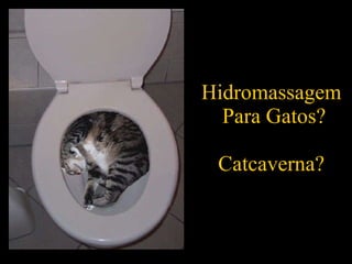 Hidromassagem  Para Gatos? Catcaverna? 