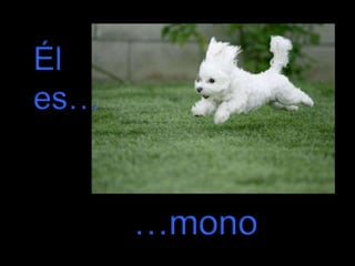 Él
es…

…mono

 