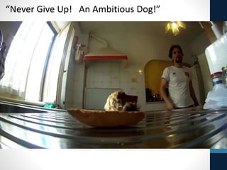 “Never Give Up! An Ambitious Dog!”
 