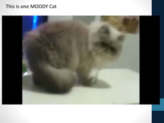 This is one MOODY Cat
 