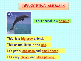 This is a big grey animal.
This animal lives in the sea.
It’s got a long nose and small teeth.
It’s very clever and likes playing .
DESCRIBING ANIMALS
This animal is a dolphin
 