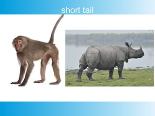 short tail
 