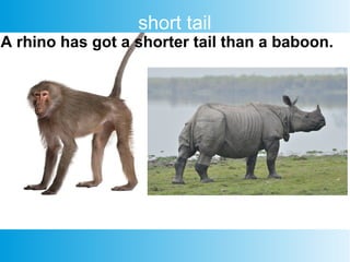 short tail
A rhino has got a shorter tail than a baboon.
 