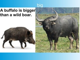 big
A buffalo is bigger
than a wild boar.
 